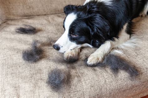 my dog is malting more than normal|what causes molting in dogs.